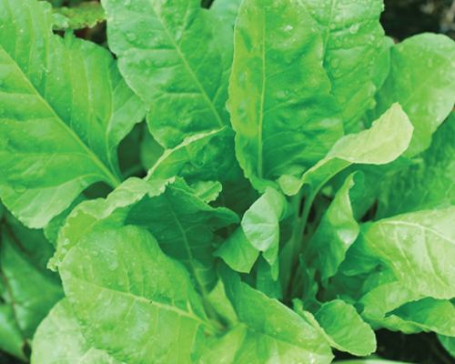 SUPERGREEN - PALAK